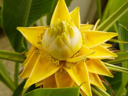 Golden Lotus Banana Tree Hot on Sale