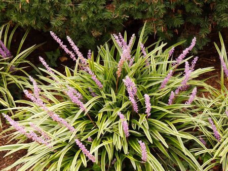 Variegated Liriope Shrub Supply