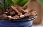 Organic Orchid Potting Mix on Sale