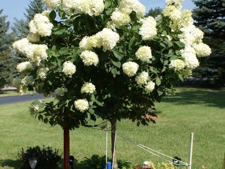 Limelight Hydrangea Tree For Discount