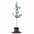 Bruce Plum Tree on Sale