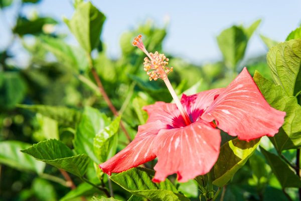 Red Braided Hibiscus Tree For Cheap