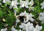 GG Gerbing Azalea Shrub For Discount