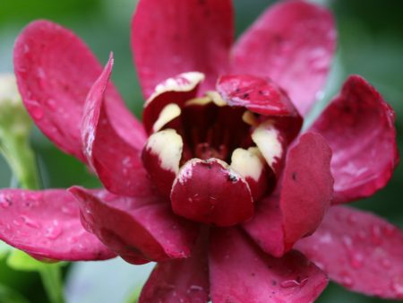 Calycanthus Aphrodite Sweetshrub For Cheap