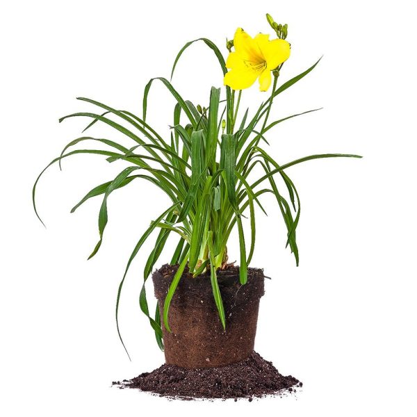 Yangtze Daylily Shrub Hot on Sale