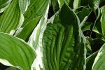 Hosta Francee Shrub Online Hot Sale