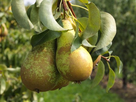 Carnes Pear Tree Discount