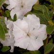 Autumn Lily® Encore® Azalea Shrub Online now