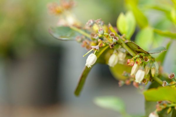 Powder Blue Blueberry Bush Supply