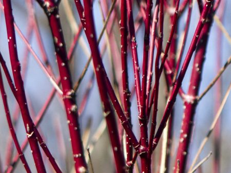 Red Twig Dogwood Shrub Fashion