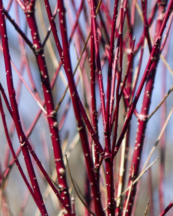 Red Twig Dogwood Shrub Fashion