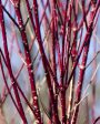 Red Twig Dogwood Shrub Fashion