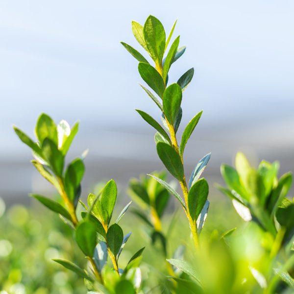 Fashion Azalea Shrub Supply