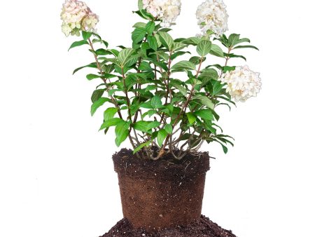 Fire Light® Hydrangea Shrub Online Hot Sale