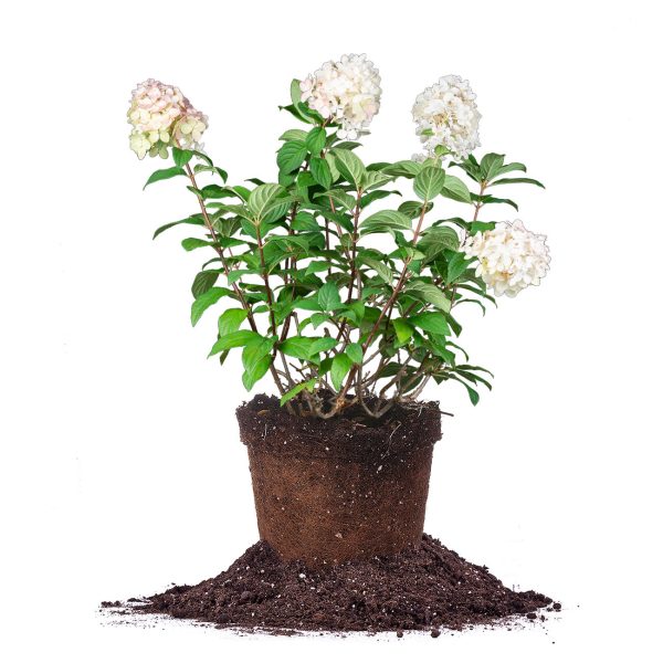 Fire Light® Hydrangea Shrub Online Hot Sale