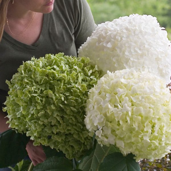 Incrediball® Hydrangea Shrub Online Hot Sale