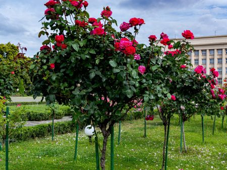 Red Double Knock Out® Rose Tree For Cheap