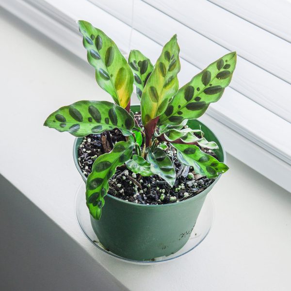 Calathea Rattlesnake Plant For Cheap