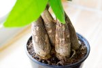 Money Tree Plant Online Hot Sale