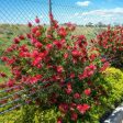 Little John Bottlebrush Tree Online Sale