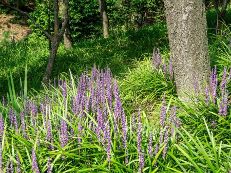 Liriope Super Blue Shrub Sale