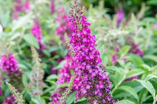 Cranrazz® Butterfly Bush For Cheap