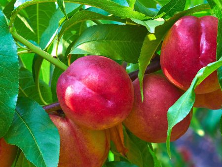 Red Gold Nectarine Tree Online now