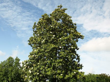 Brackens Brown Beauty Magnolia Tree For Cheap