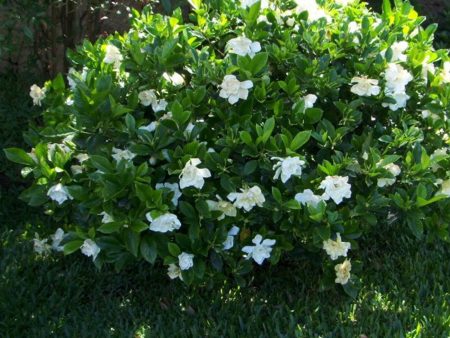 August Beauty Gardenia Shrub Online