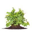 Ficus Pumila Creeping Fig Vine Fashion