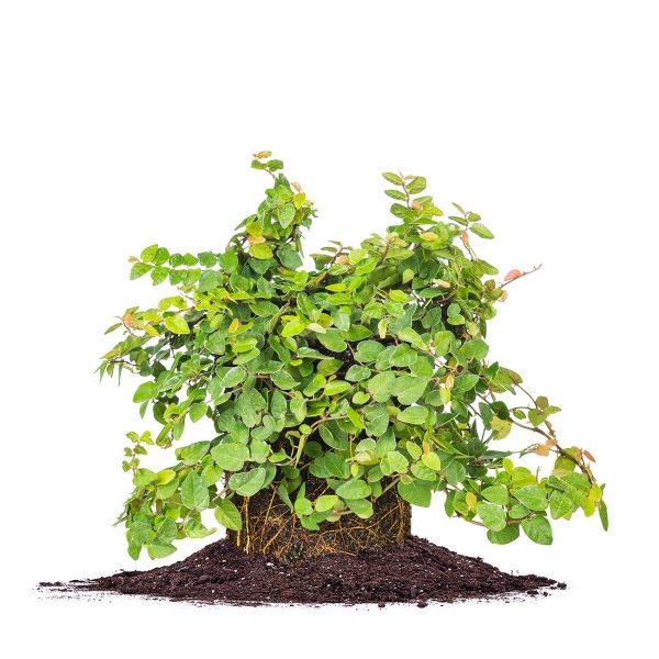 Ficus Pumila Creeping Fig Vine Fashion