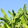 Blue Ice Cream Banana Tree Online