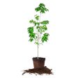 White Kousa Dogwood Tree Online Hot Sale