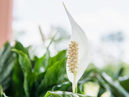 Variegated Peace Lily Online Hot Sale