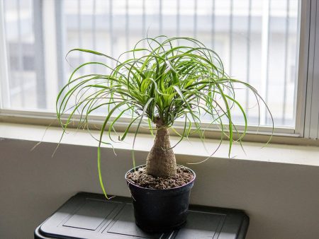 Ponytail Palm Tree Online