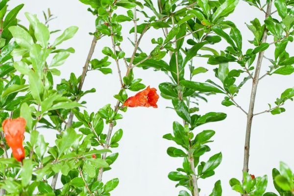 Wonderful Pomegranate Tree For Discount