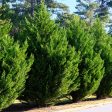 Leyland Cypress Tree Discount