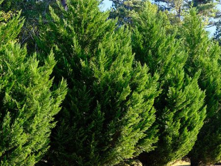 Leyland Cypress Tree Discount