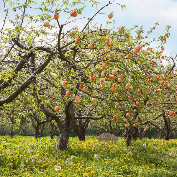 Reliance Peach Tree Online Hot Sale