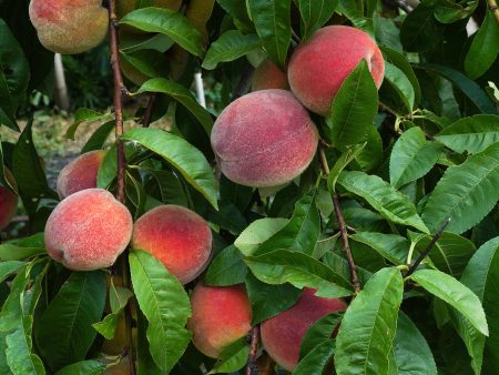 Scarlet Prince Peach Tree Discount