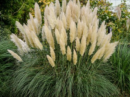 Pampas Grass Plant Supply