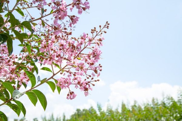 Sioux Crape Myrtle Tree Online now