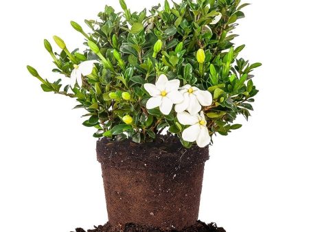 Kleim s Hardy Gardenia Shrub on Sale