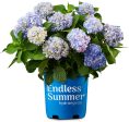 Endless Summer® The Original Reblooming Hydrangea Online