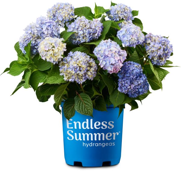 Endless Summer® The Original Reblooming Hydrangea Online