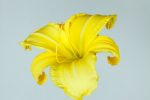 Crystal Tide Daylily For Cheap