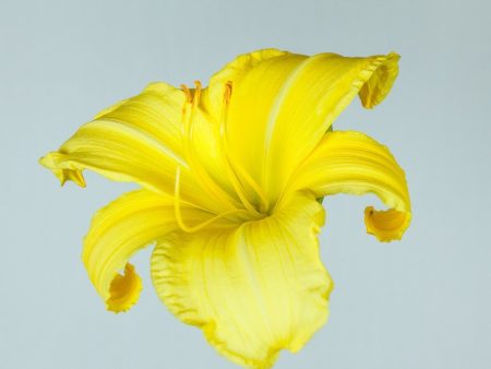 Crystal Tide Daylily For Cheap