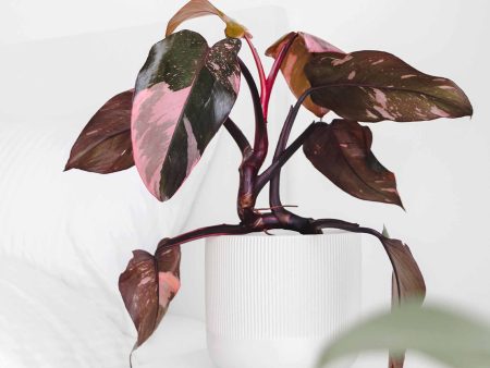 Pink Princess Philodendron Plant Online