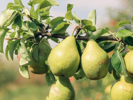 Orient Pear Tree Online Sale