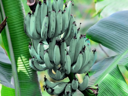 Blue Ice Cream Banana Tree Online